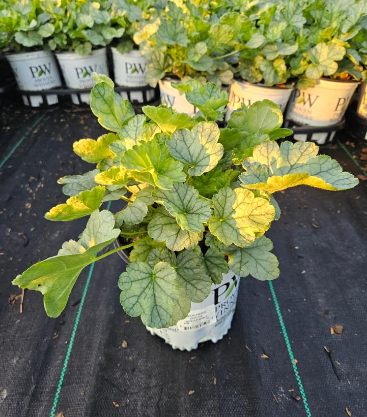 Heuchera hybrid Dolce® Dolce® 'Spearmint'