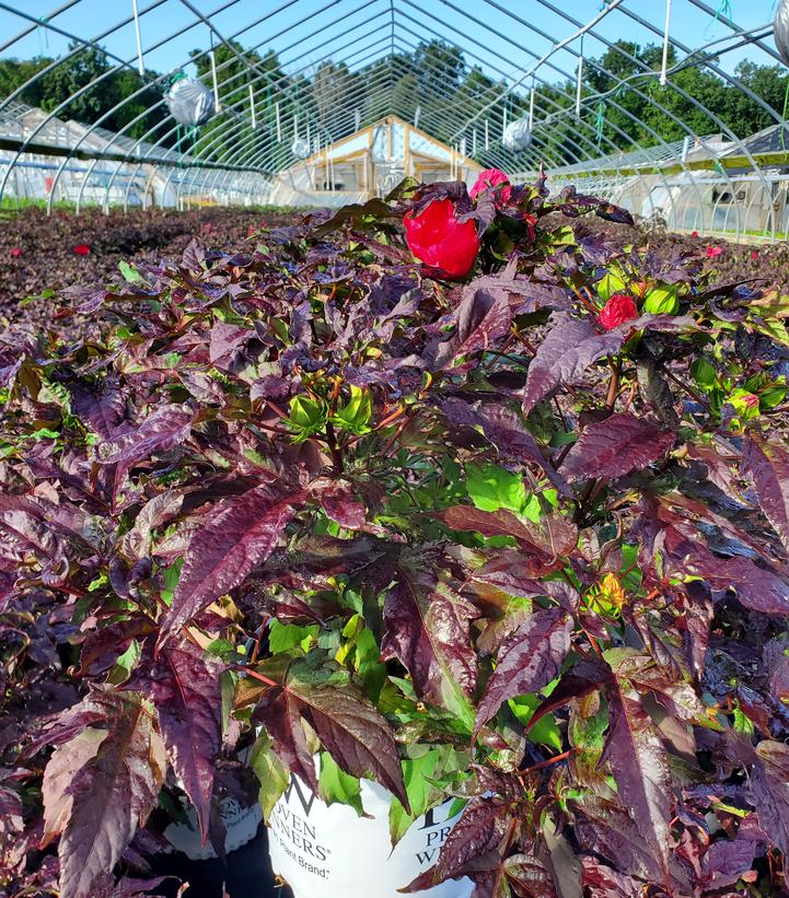 Hibiscus x Summerific® Evening Rose