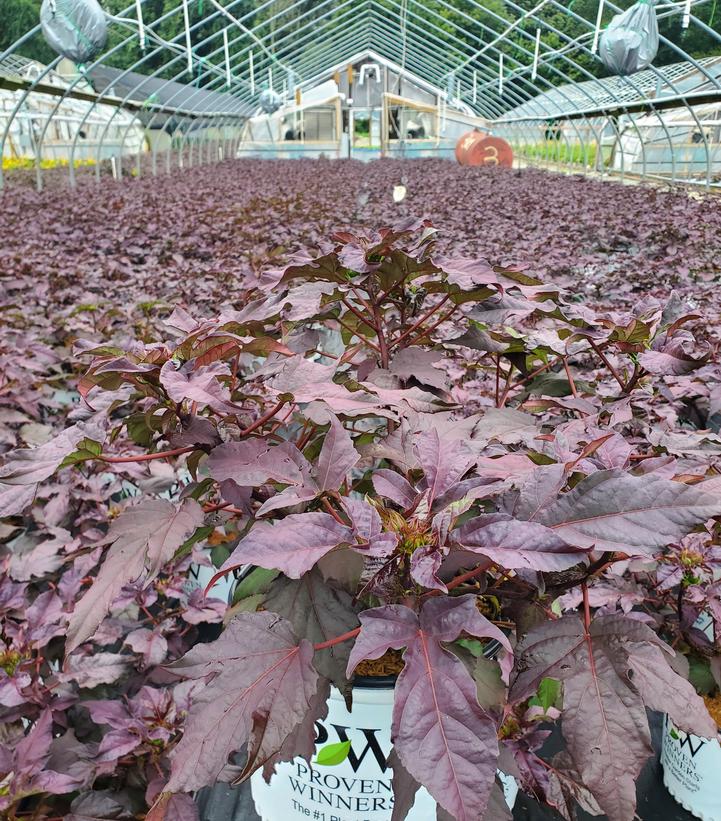 Hibiscus x Summerific® Holy Grail