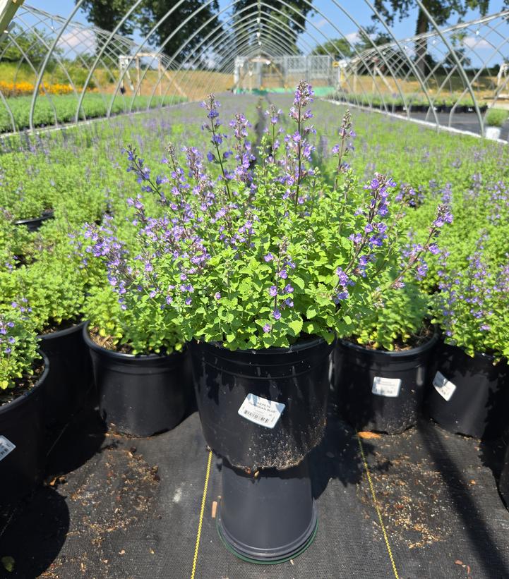 Nepeta faassenii 'Purrsian Blue'