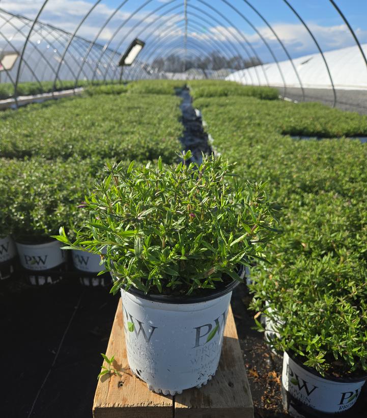 Phlox 'Magenta Sprite'