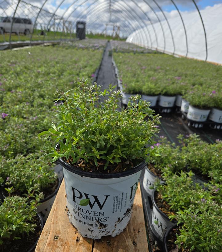 Phlox x 'Purple Sprite'