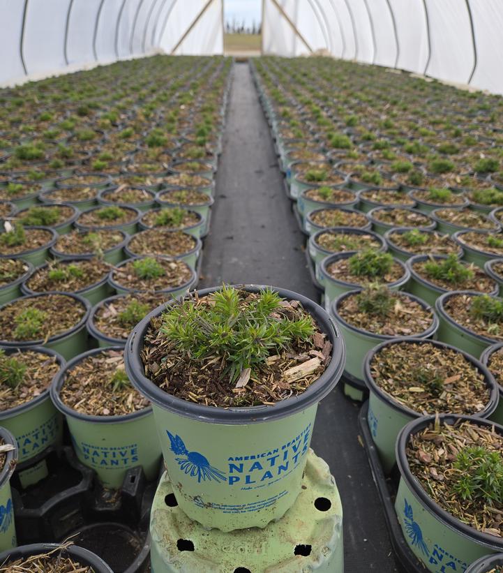 Phlox subulata Spring Blue