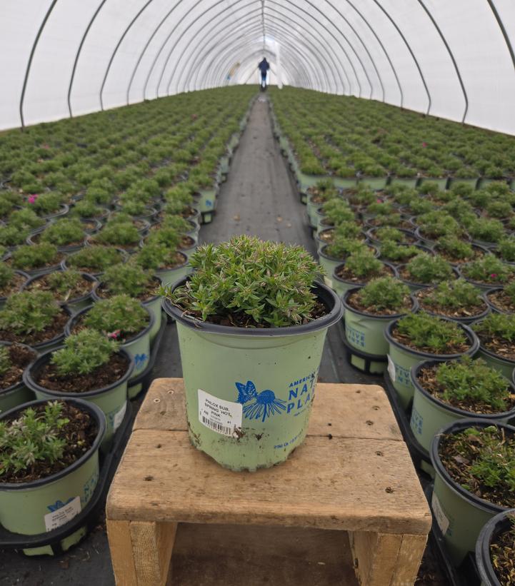 Phlox subulata Spring Hot Pink