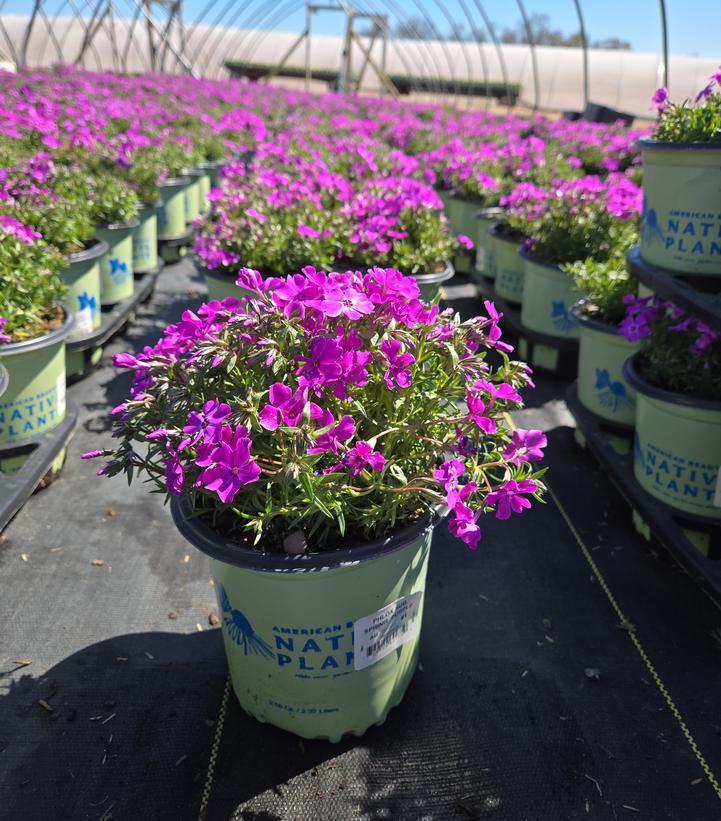Phlox subulata Spring Purple