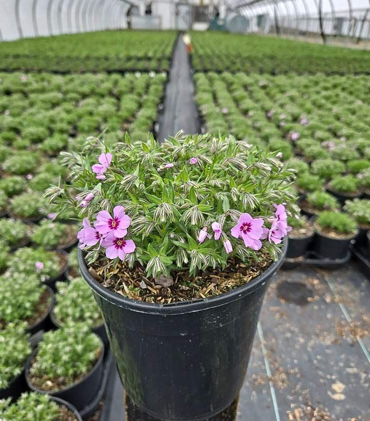 Phlox subulata 'Eye Candy'
