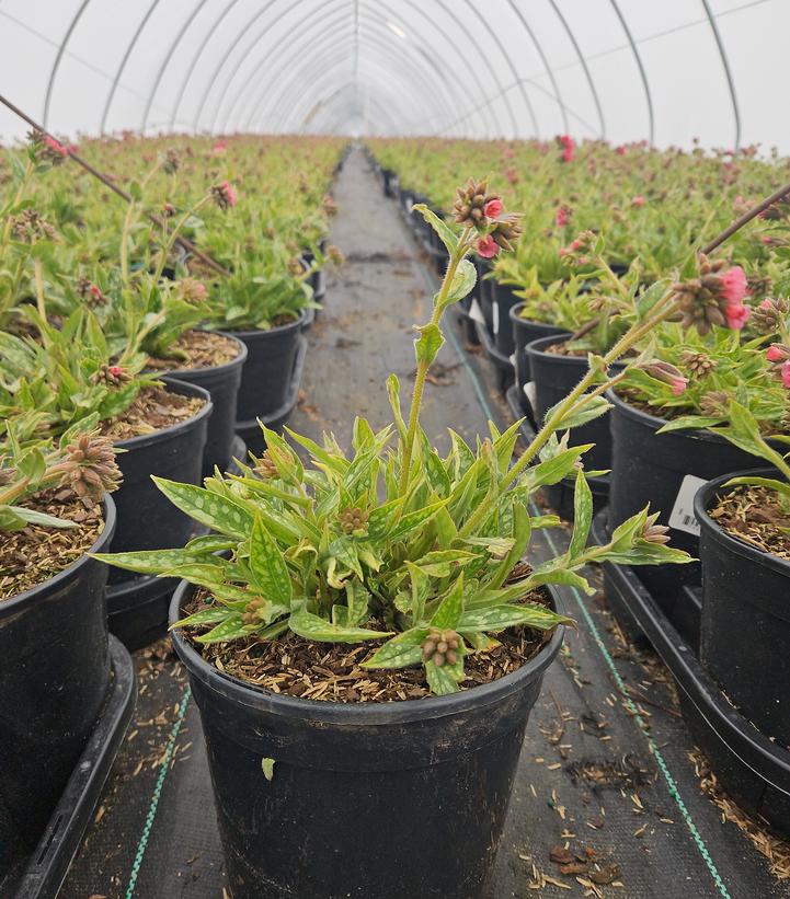 Pulmonaria x 'Raspberry Splash'