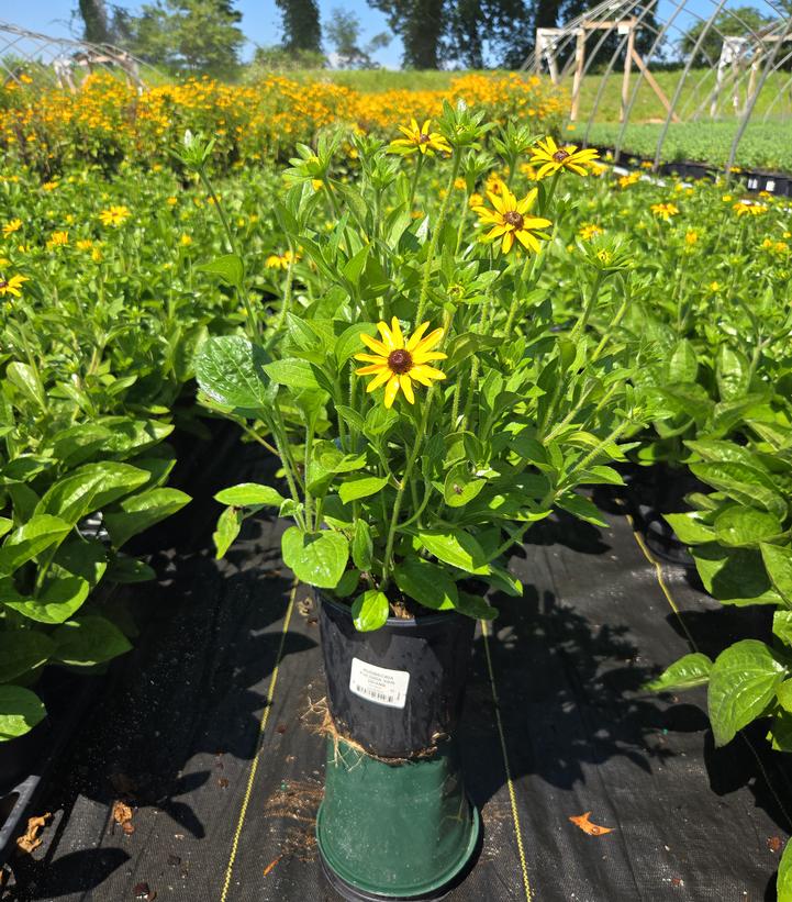 Rudbeckia fulgida deamii 