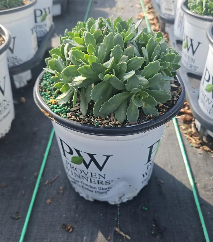 Sedum x Rock 'N Round® 'Pride and Joy'