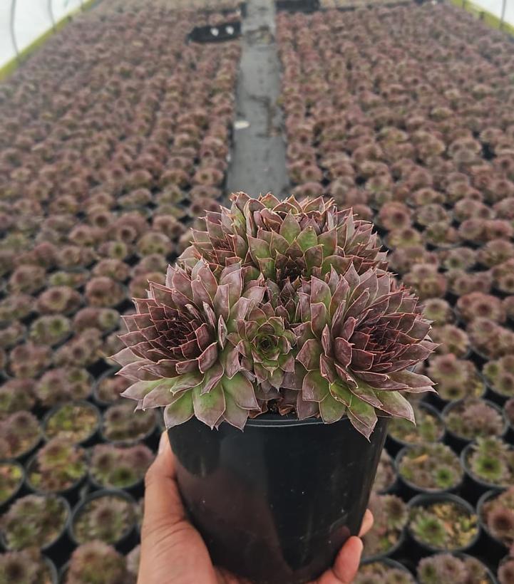 Sempervivum 'Black'