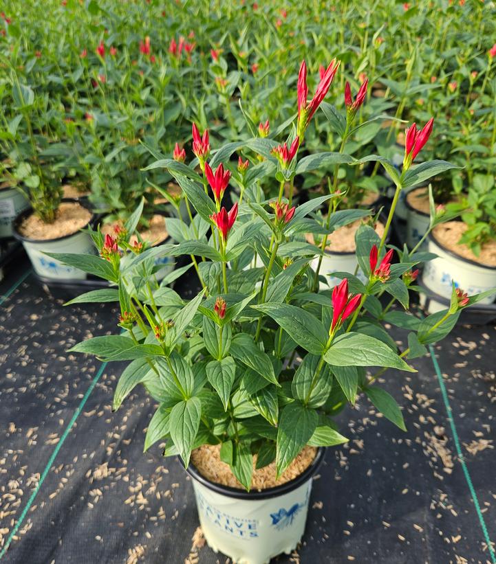 Spigelia marilandica 'Little Red Head'