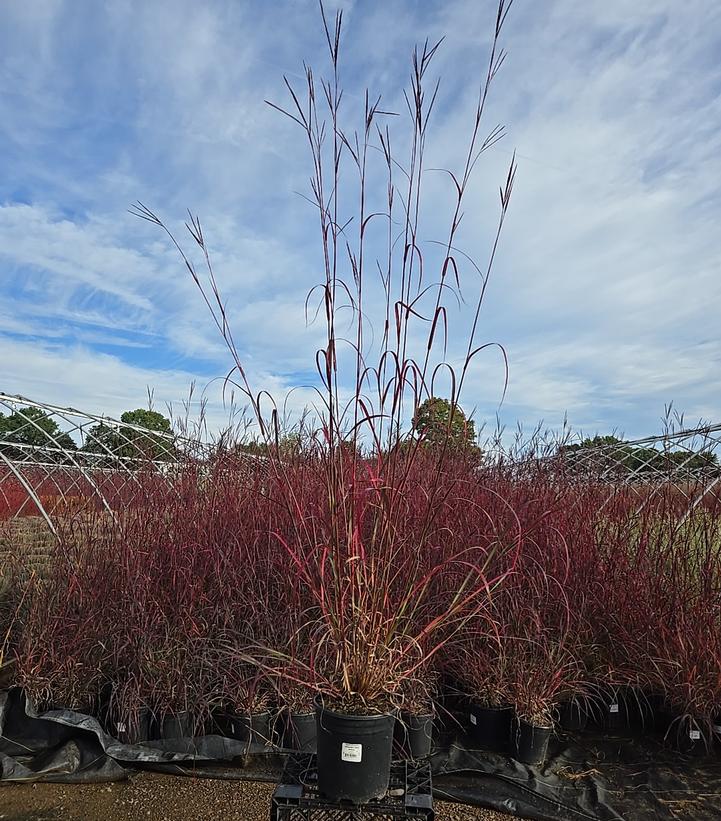 Andropogon gerardii 'Rain Dance'