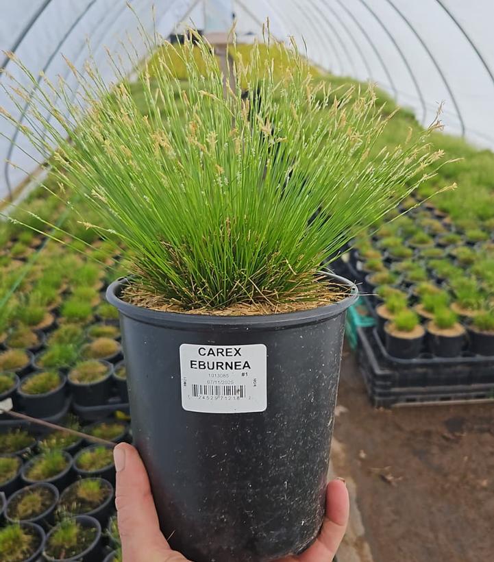 Carex eburnea 