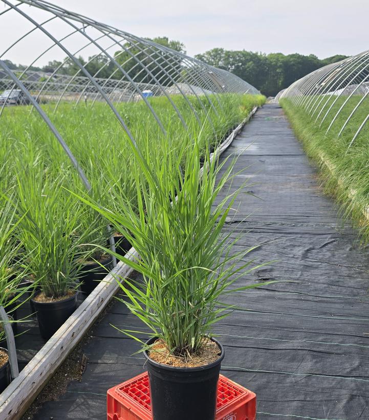 Panicum virgatum 'Purple Tears'