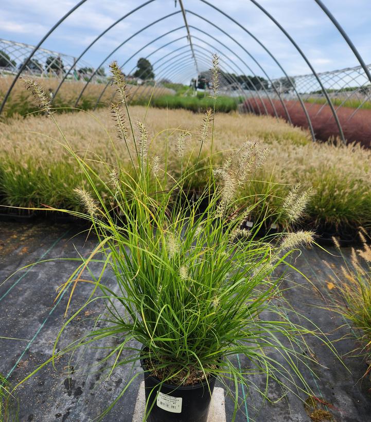Pennisetum alopecuroides Lumen Gold™