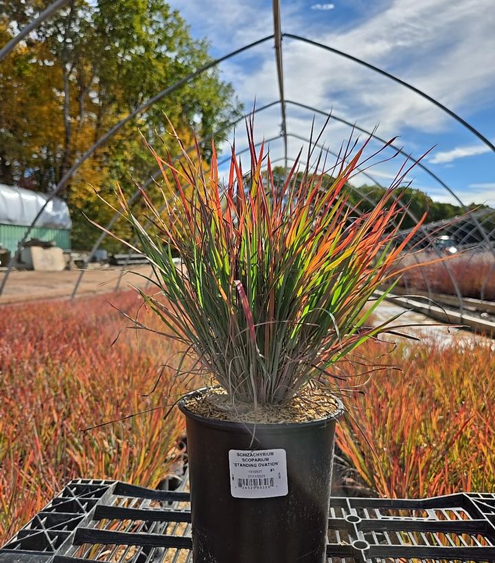 Schizachyrium scoparium 'Standing Ovation'