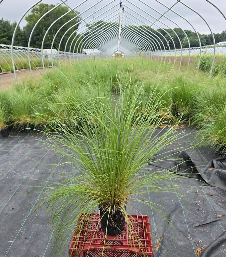Sporobolus heterolepis 