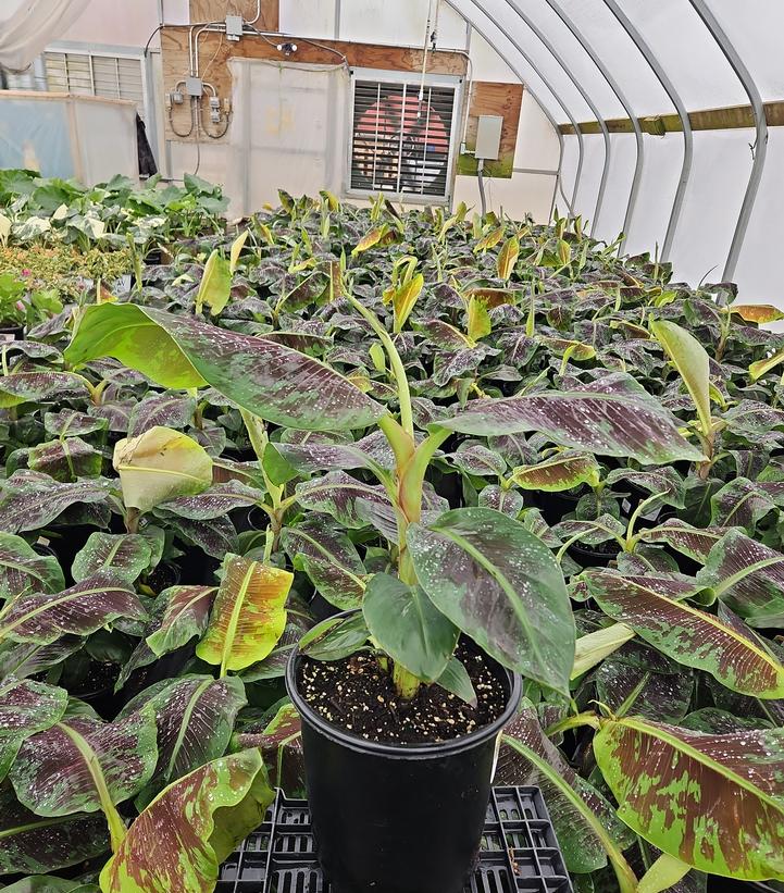 Musa Dwarf Cavendish