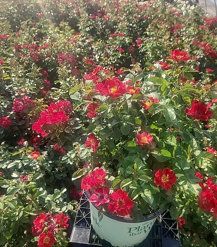 Rosa 'Red Streamer'
