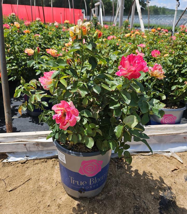 Rosa True Sincerity