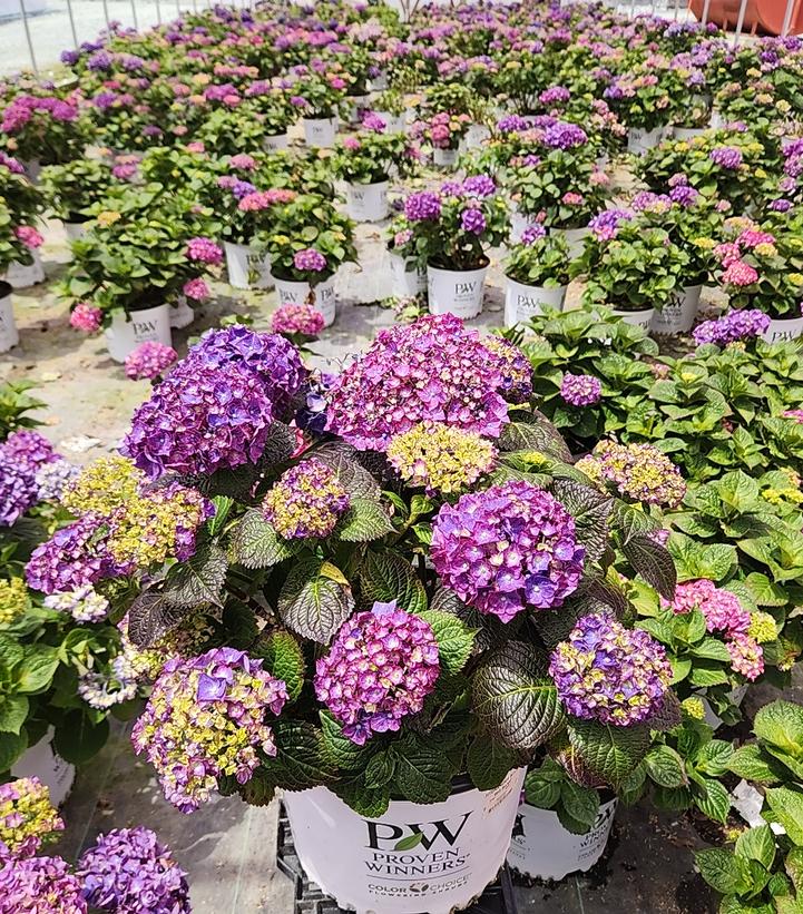Hydrangea macrophylla Let's Dance Big Band®