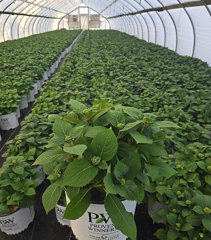 Hydrangea x Let's Dance Can Do!®