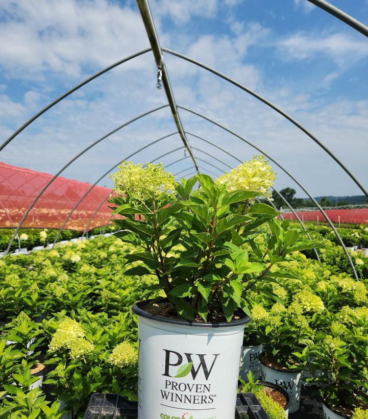 Hydrangea paniculata Fire Light Tidbit®