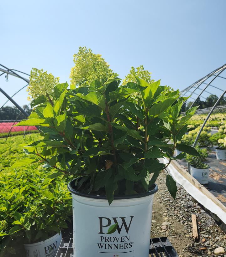 Hydrangea paniculata Fire Light Tidbit®