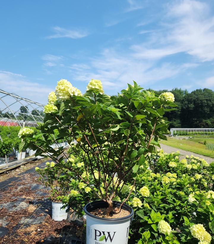 Hydrangea paniculata Limelight Prime®