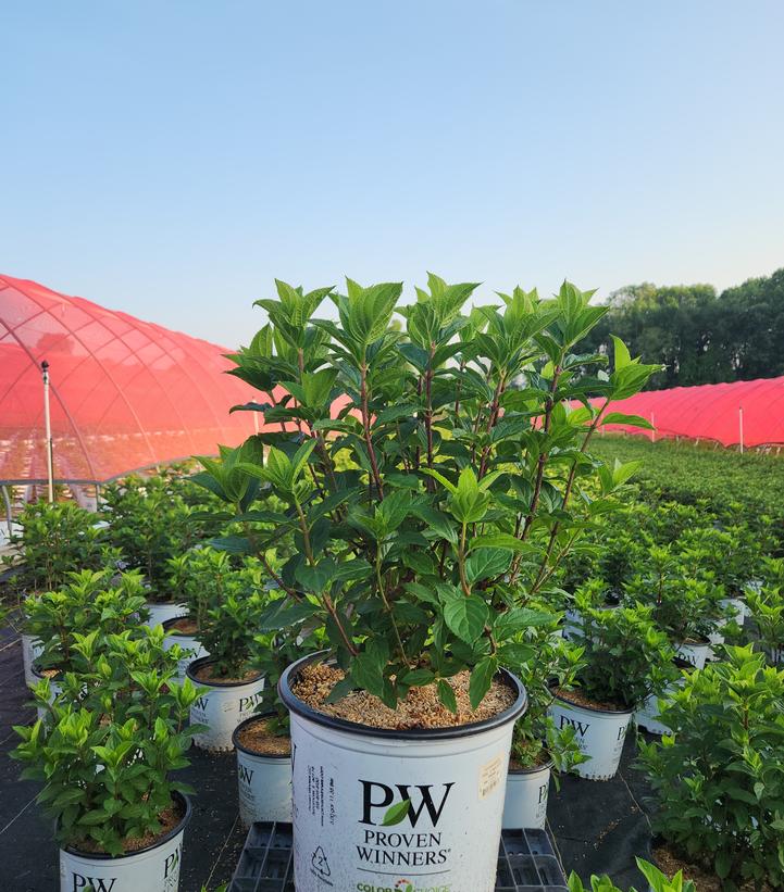 Hydrangea paniculata Limelight Prime®