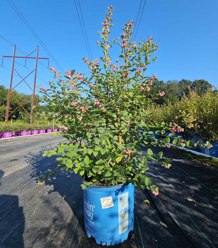 Symphoricarpos doornbosii Pinky Promise™