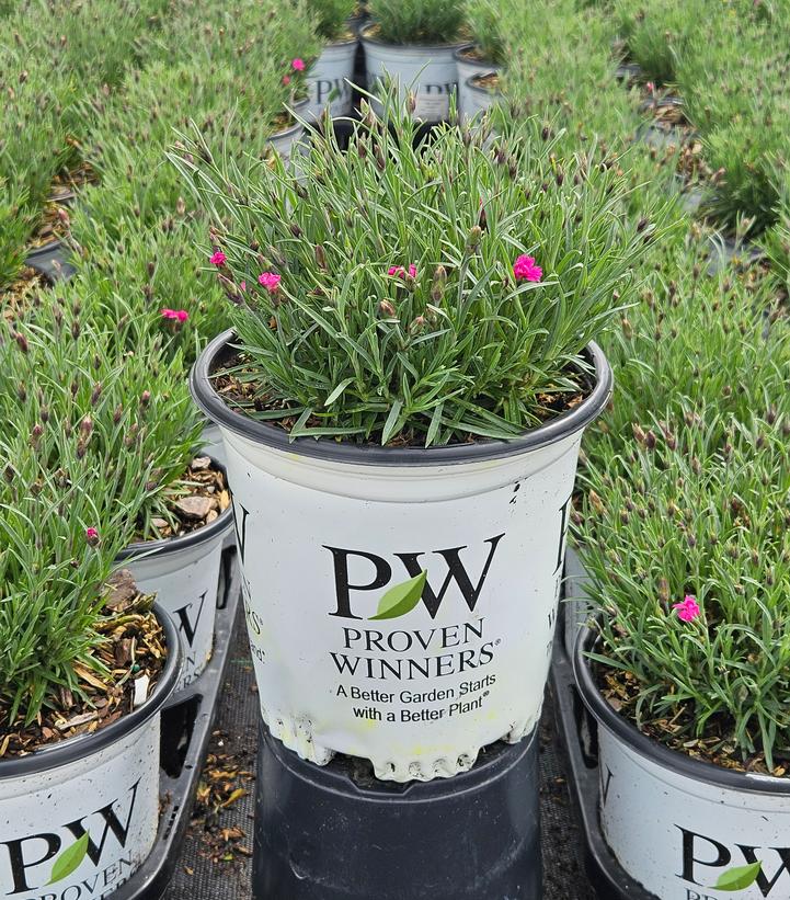 Dianthus x 'Paint the Town Fancy'