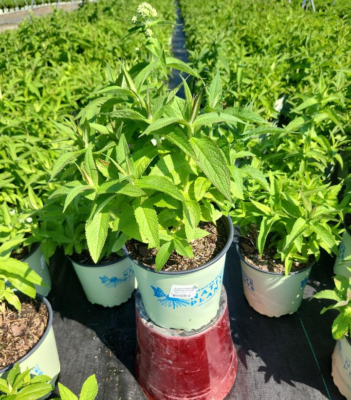 Eupatorium perfoliatum 