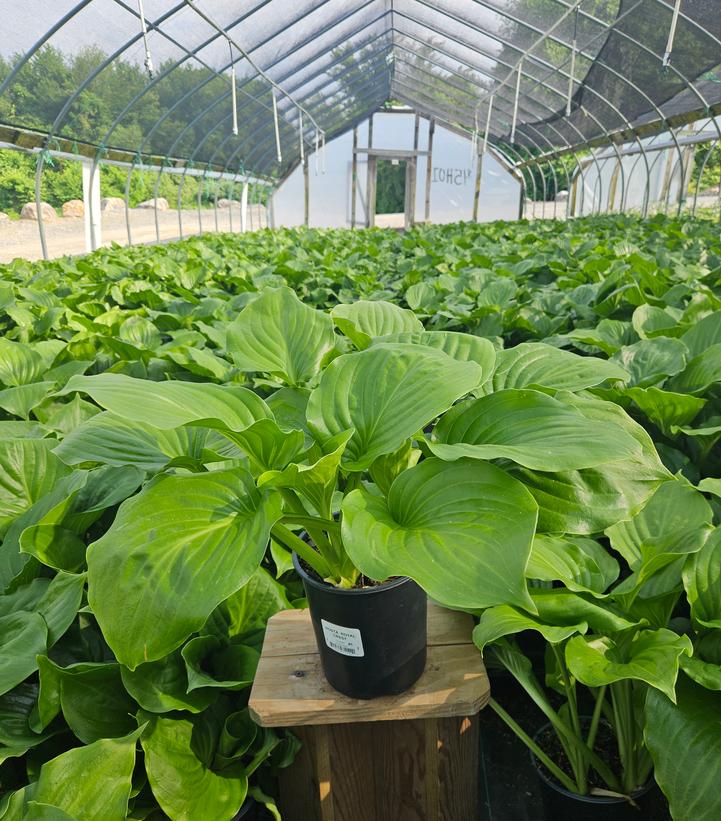 Hosta 'Royal Crest'