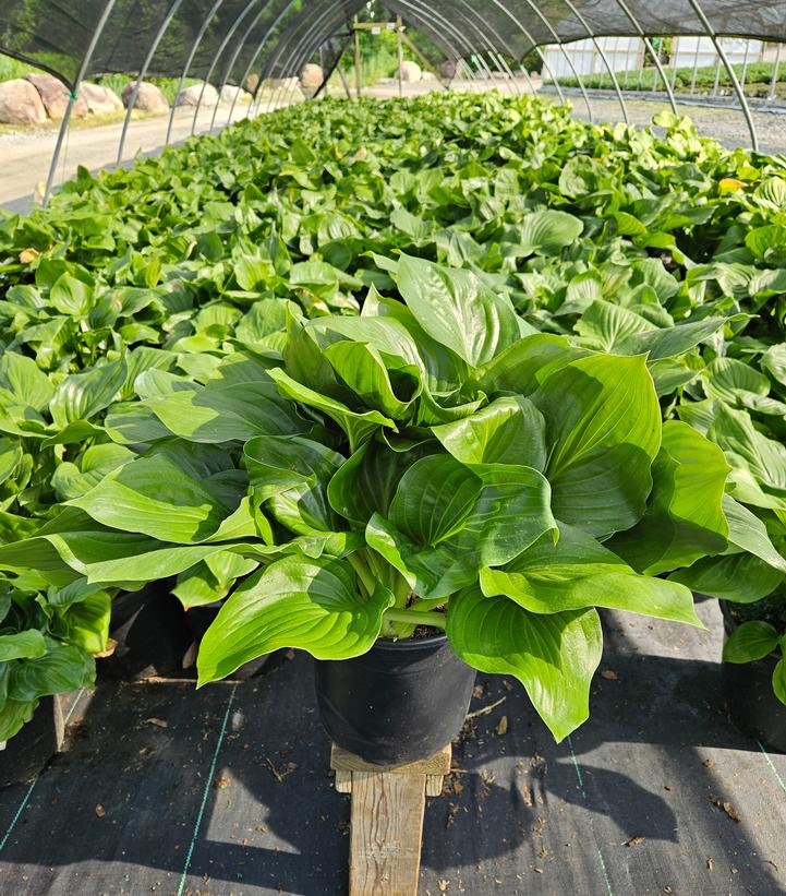 Hosta 'Royal Crest'