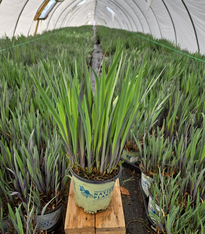 Iris versicolor 'Purple Flame'
