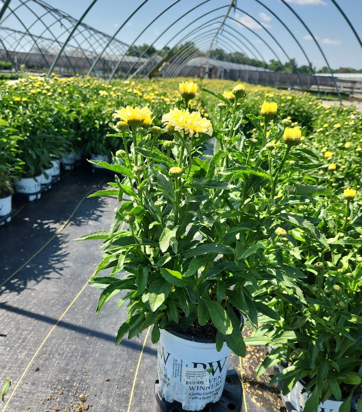 Leucanthemum superbum Amazing Daisies® 'Banana Cream II'