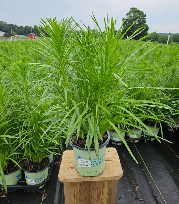 Liatris spicata 