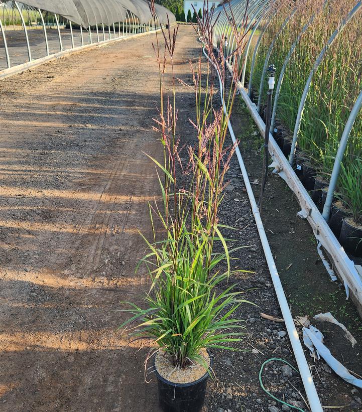 Andropogon gerardii Karl's Cousin®