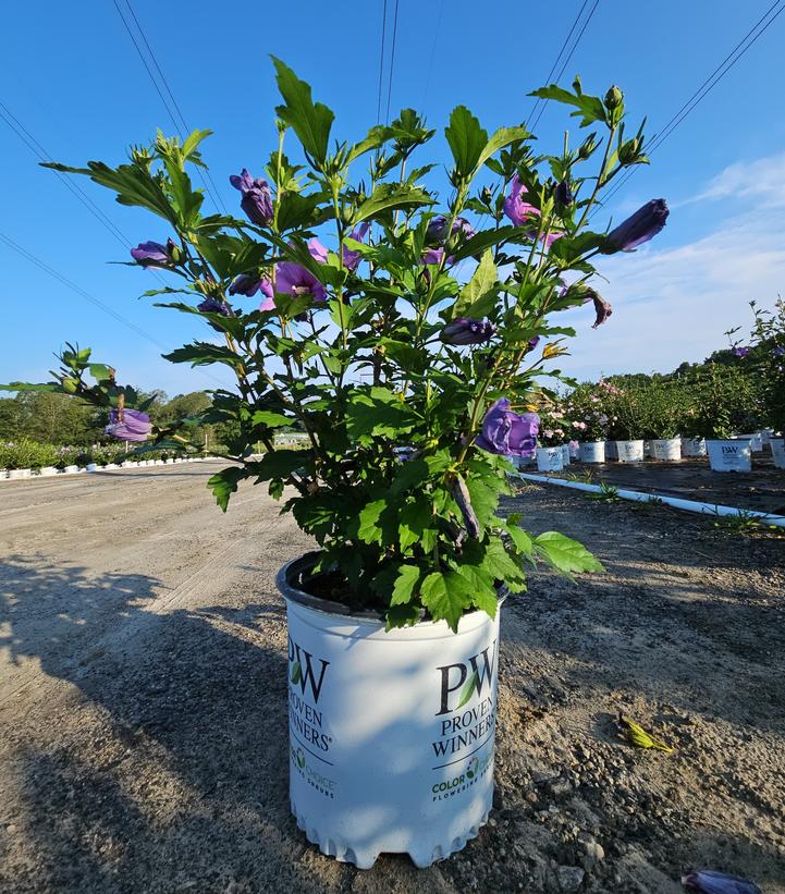 Hibiscus x Paraplu Violet®