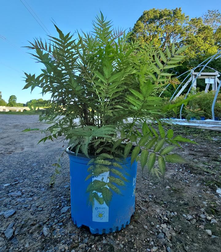 Sorbaria sorbifolia Cherry on Top™