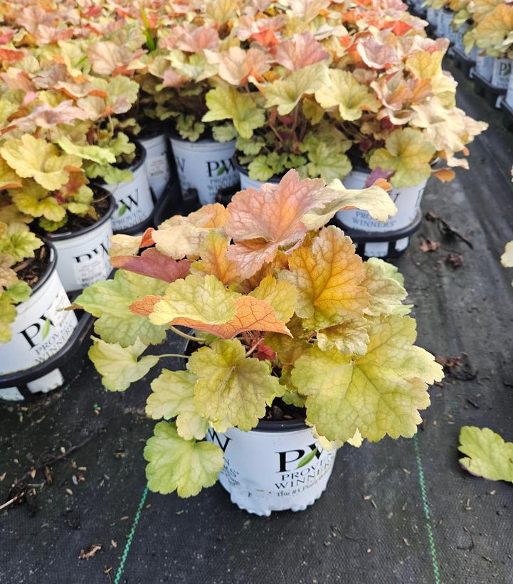 Heuchera hybrid Dolce® 'Toffee Tart'