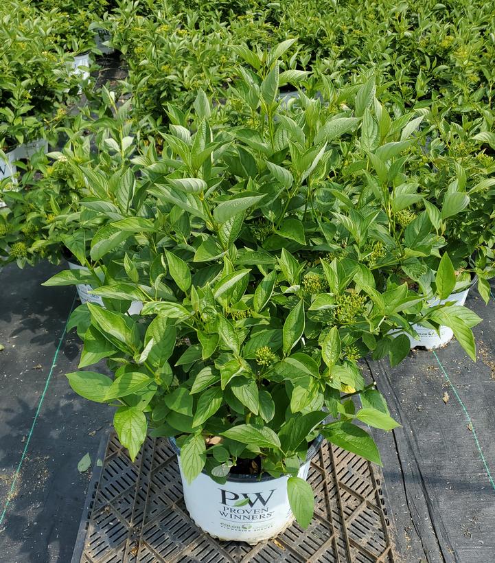 Cornus stolonifera Arctic Fire® Yellow