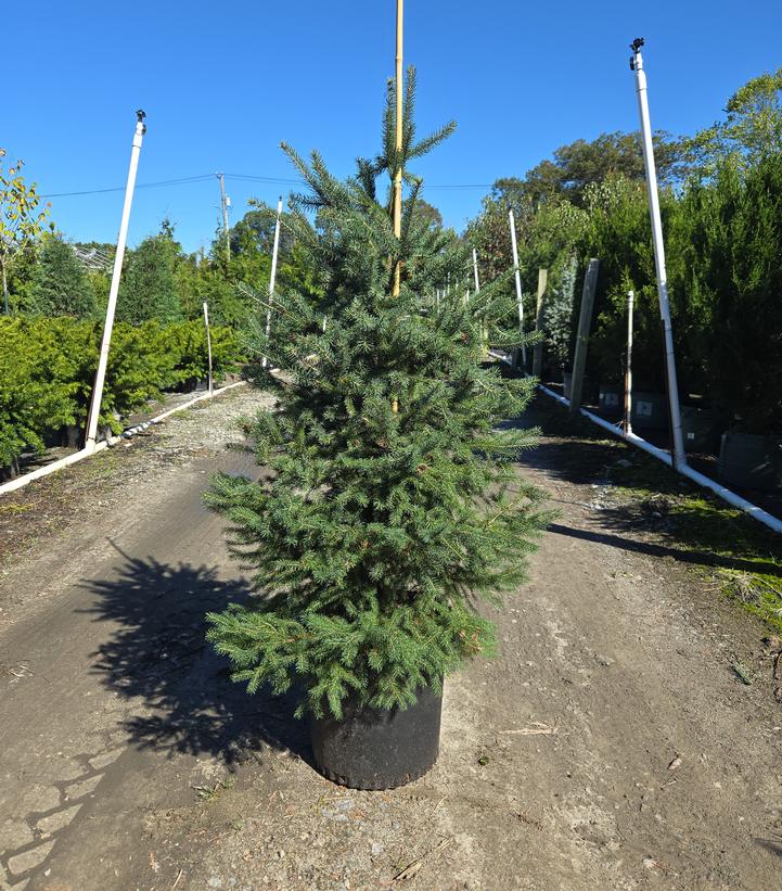 Picea glauca 'Montrose Charm'