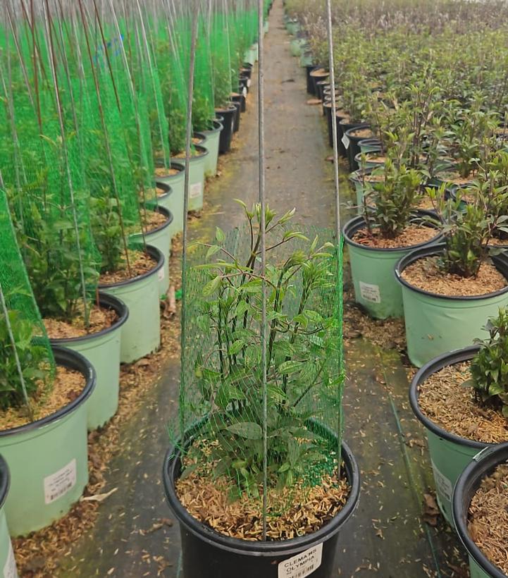 Clematis x Boulevard® Olympia™