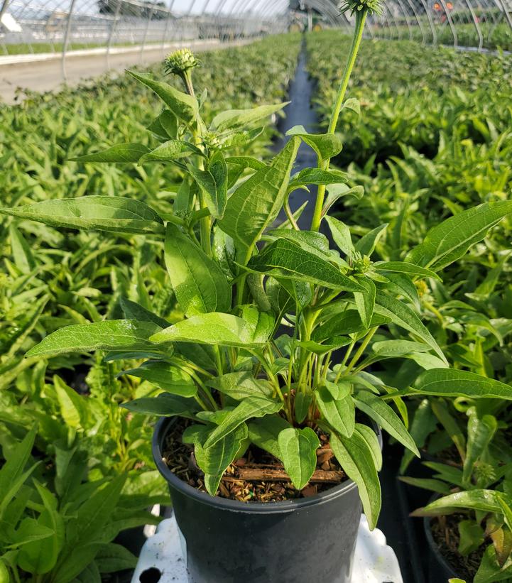Echinacea x Artisan™ Red Ombre