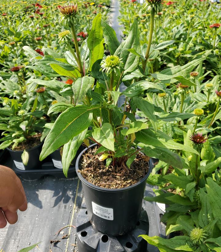 Echinacea x Sombrero® Fiesta Orange