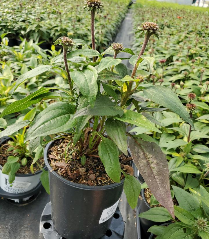 Echinacea x Sombrero® Sangrita