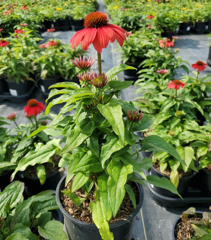 Echinacea x Sombrero® Tango Tangerine