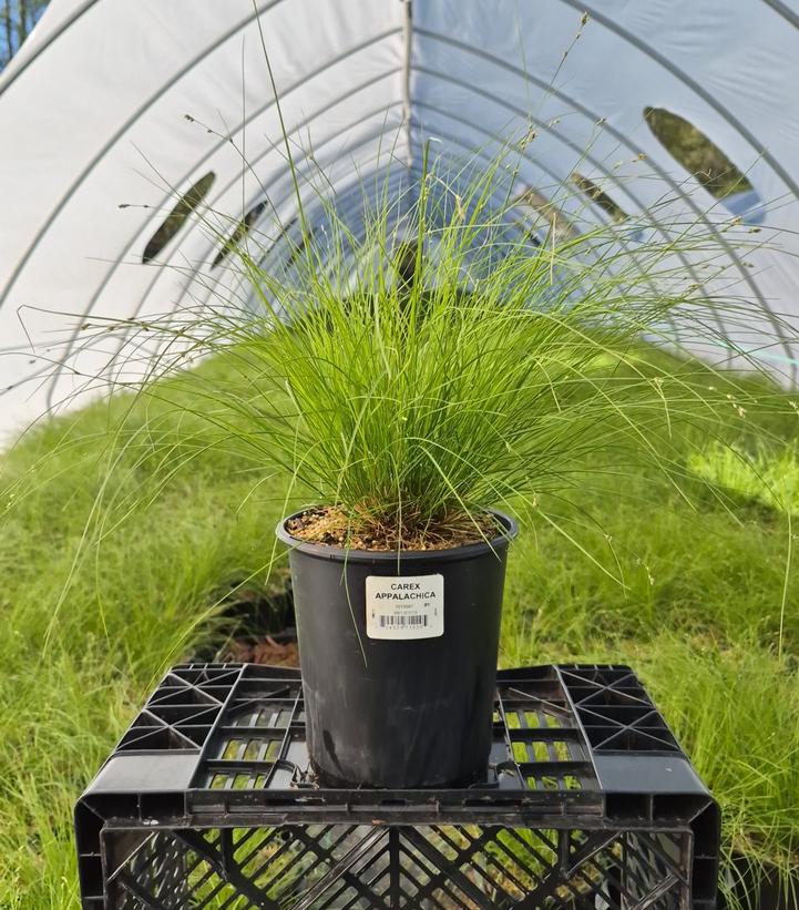 Carex appalachica 
